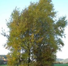 Photo of Populus tremula: [cultivo, cuidado, Pragas e Doenças]