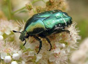 Photo of Gorgulho do Alho (Brachycerus algirus): [Funções, detecção, Efeitos e Tratamento]