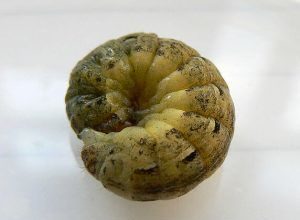 Photo of Cutworm [Funções, detecção, Efeitos e Tratamento]