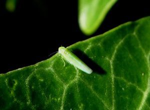 Photo of Mosquito verde: [características detecção, Efeitos e Tratamento de]