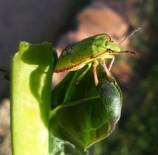 Photo of Repolho Baris (Baris spp): [Funções, detecção, Efeitos e Tratamento]