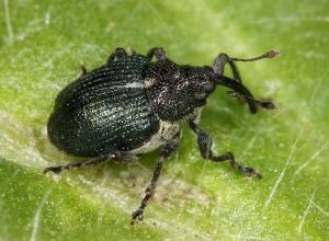 Photo of Hérnia falso repolho (Ceutorhynchus pleurostigma): [Funções, detecção, Efeitos e Tratamento]