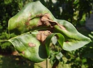 Photo of ângulo Cucurbit Mancha [Funções, Detecção, Efeitos e Tratamento]