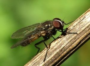 Photo of Mosca da cebola (Chortophila Antiqua): [Características, detecção, Efeitos e Tratamento]