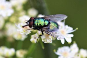 Photo of Mosca fazer repolho (Phorbia brassicae): [Funções, detecção, Efeitos e Tratamento]