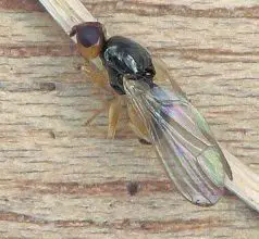 Photo of Mosca da cenoura (Psila rosae): [Características, detecção, Efeitos e Tratamento]