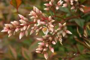 Photo of Nandina Home: [cultivo, cuidado, Pragas e Doenças]