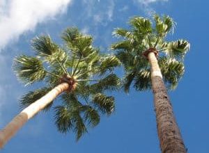 Photo of Washingtonia Palmeira: [cultivo, cuidado, Pragas e Doenças]