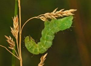 Photo of Plusia OU Verme Verde: [Funções, Detecção, Efeitos e Tratamento]