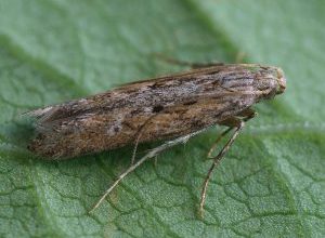 Photo of Traça da Batata (Phthorimaea operculella): [Funções, detecção, Efeitos e Tratamento]