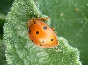 Photo of Melonares Vacanita (Epilachna chrysomelina): [Funções, detecção, Efeitos e Tratamento]