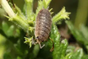 Photo of Cochonilhas Úmidas (Porcellio scaber): [Funções, detecção, Efeitos e Tratamento de]