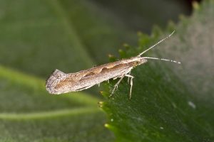 Photo of Borboletas crucíferas (Plutella xylostella): [Funções, detecção, Efeitos e Tratamento]