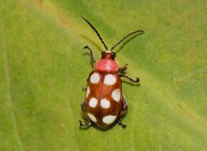 Photo of Crucifer pulgas (Phyllotreta spp e outro): [Funções, detecção, Efeitos e Tratamento]