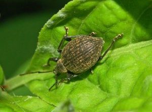 Photo of Gorgulhos (Otiorhynchus spp.): [Funções, detecção, Efeitos e Tratamento]