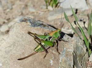 Photo of Grilos no jardim: [Funções, detecção e efeitos do tratamento]