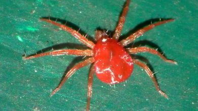 Photo of The Spider Vermelho: O Que É? Como ou identificar? Como podemos Lutar contra ISSO?