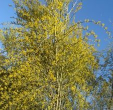 Photo of Retama sphaerocarpa: [Colheita, Irrigação, Associações, Pragas e Doenças]