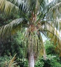 Photo of Kentia Irrigação: [Necessidades, frequência e Procedimento]