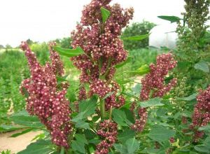 Photo of Irrigação Quinoa: [Necessidades, frequência e Procedimento]