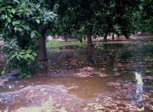 Photo of Irrigação Manta: [Conceito, Vantagens, Desvantagens e culturas]