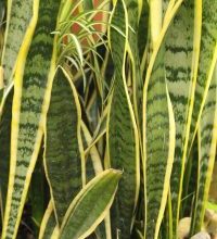 Photo of Irrigação de Sansevieria: [Necessidades, frequência e Procedimento]