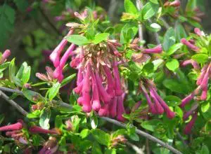 Photo of Abelia floribunda: [substrato de cultivo, cuidados e características Irrigação]