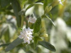 Photo of Stevia rebaudiana: [Colheita, Associações, Pragas e Doenças]