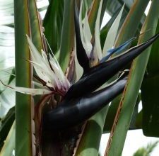 Photo of Strelitzia Augusta: [Semeadura, cuidados, e Irrigação substrato]