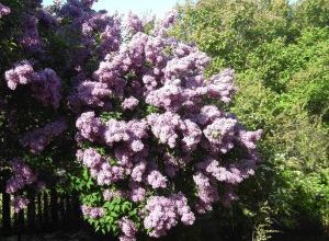 Photo of Syringa Vulgaris: [cultivo, cuidado, Pragas e Doenças]