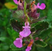 Photo of Teucrium: [Irrigação de culturas, Associações, Pragas e Doenças]