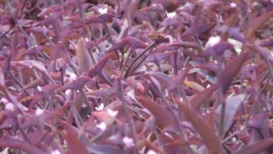 Photo of Tradescantia pallida OU Purpurina: [Semeadura, Cuidado, Irrigação e Substrato]