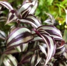 Photo of Trasdescantia Zebrina [cultivo, cuidado, Pragas e Doenças]