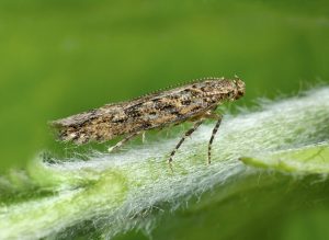 Photo of Tuta absoluta OU tomate Moth: [Como identificar e combater]