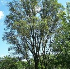 Photo of Ulmus pumila: [Colheita, Irrigação, Associações, Pragas e Doenças]