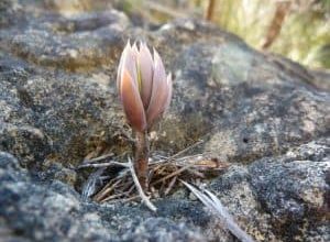 Photo of Unha planta Jack: [Colheita, Irrigação, Associações, Pragas e Doenças]