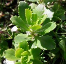 Photo of 4 tipos e variedades de Kalanchoe famosa Mais