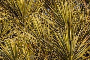 Photo of Folhas Amarelas Yucca: [Conceito, Causas, Tratamento e Prevenção]