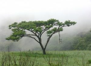 Photo of A ACACIA Árvore: [recursos, cuidados de semeadura, eu Irrigação e substrato]