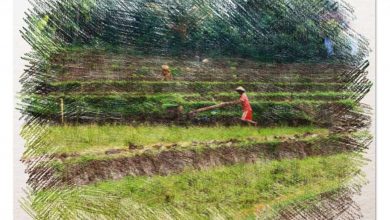 Photo of Agricultura Biodinâmica: O Que É? ISSO realmente funciona?