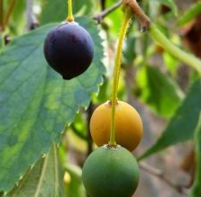 Photo of Hackberry: [cultivo, Irrigação, cuidado, Pragas e Doenças]