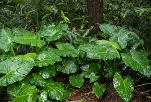 Photo of Amazon Alocasia [Features, Semeadura, Cuidado, Irrigação]