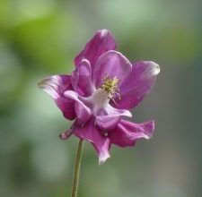 Photo of Aquilegia Vulgaris: [Semeadura, Cuidado, Irrigação, Substrato, Problemas]