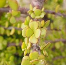 Photo of Ou Árvore planta jade: [cultivo, cuidado, substrato e Rega]