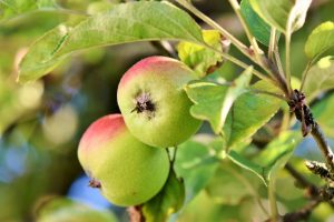 Photo of Prune Árvores Frutíferas: [SIGNIFICADO, Tempo, Ferramentas, Considerações e Passos]