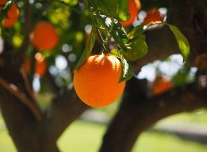 Photo of Irrigação de Árvores Frutíferas: [Necessidades, frequência e Procedimento]