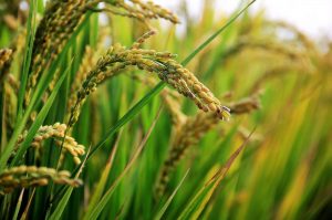 Photo of Pragas e Doenças do arroz: [Detecção, Causas e Soluções]