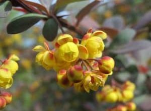 Photo of O Berberis [cuidado, semeadura, Irrigação, substrato e Pragas]