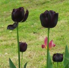 Photo of Preto Flores: [8 Exemplos, características e cuidados]