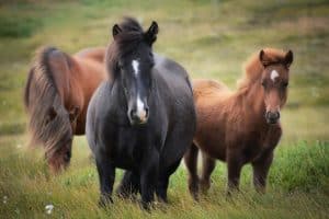 Photo of Cavalos fertilizante: [PROPRIEDADES, benefícios e Aplicação]